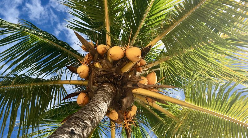 Palma da cocco a Grand Gaube